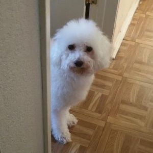 Meet your Posher, Carolina